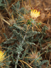 Centaurea aegyptiaca