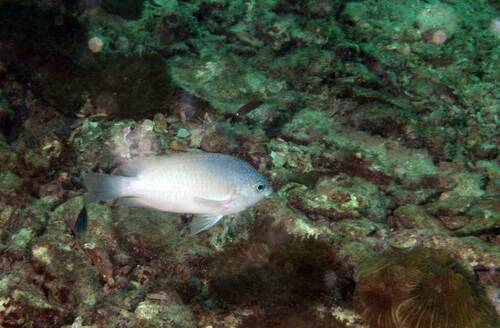 Bluespot damsel (Pomacentrus azuremaculatus) — Pomacentridae