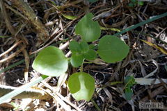 Mikania cordifolia