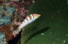 Batu Coris photo 5