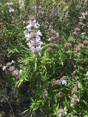 Salvia brandegeei