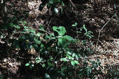 Image of Ocotea bullata by (c) Tony Rebelo, some rights reserved (CC BY-SA)