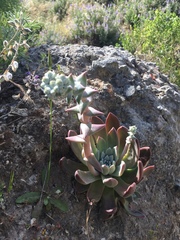 Dudleya greenei