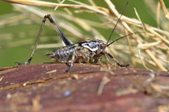 Antaxius