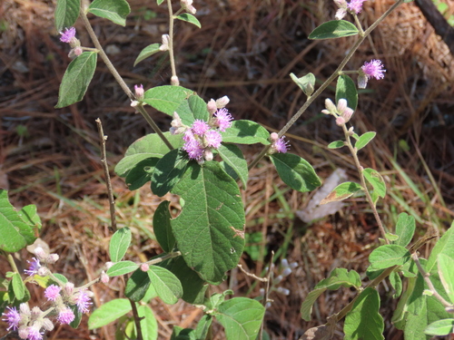 Lepidaploa canescens, 2024-02-11