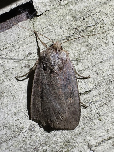 Dull Reddish Dart photo 5