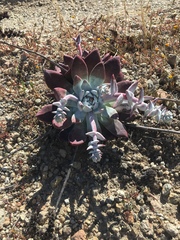 Dudleya greenei