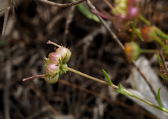 Calendula palaestina