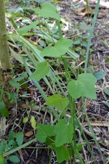 Passiflora morifolia
