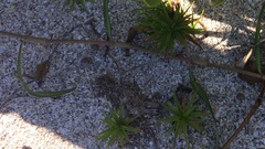 Cyperus pedunculatus