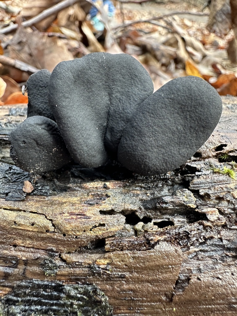 dead man's fingers from Potsdamer Wald- und Havelseengebiet, Potsdam ...