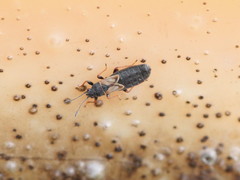 Ischnodemus sabuleti