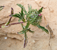 Atractylis cancellata