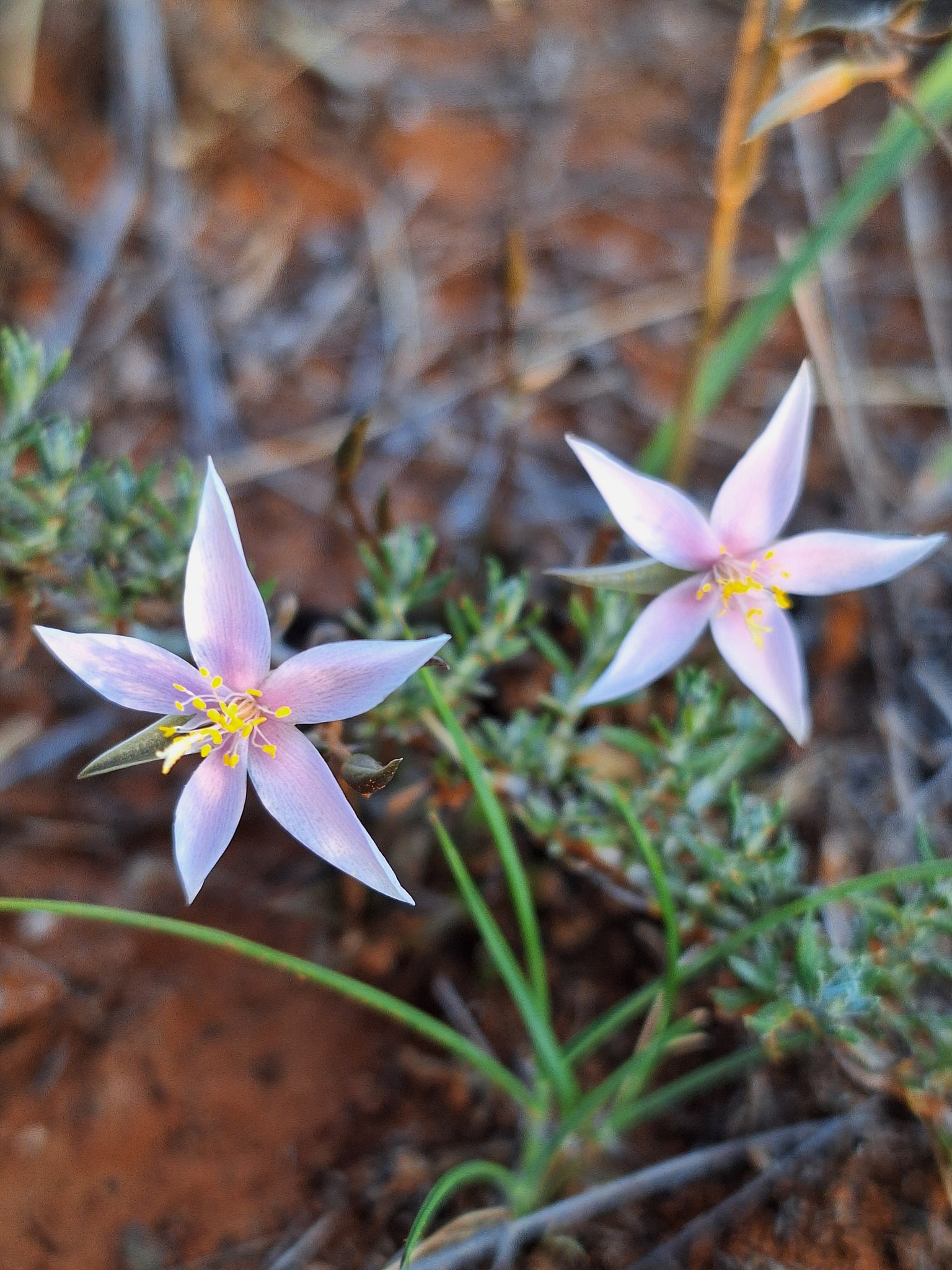 Imagem de Rosa-do-deserto