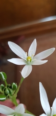 Ornithogalum umbellatum