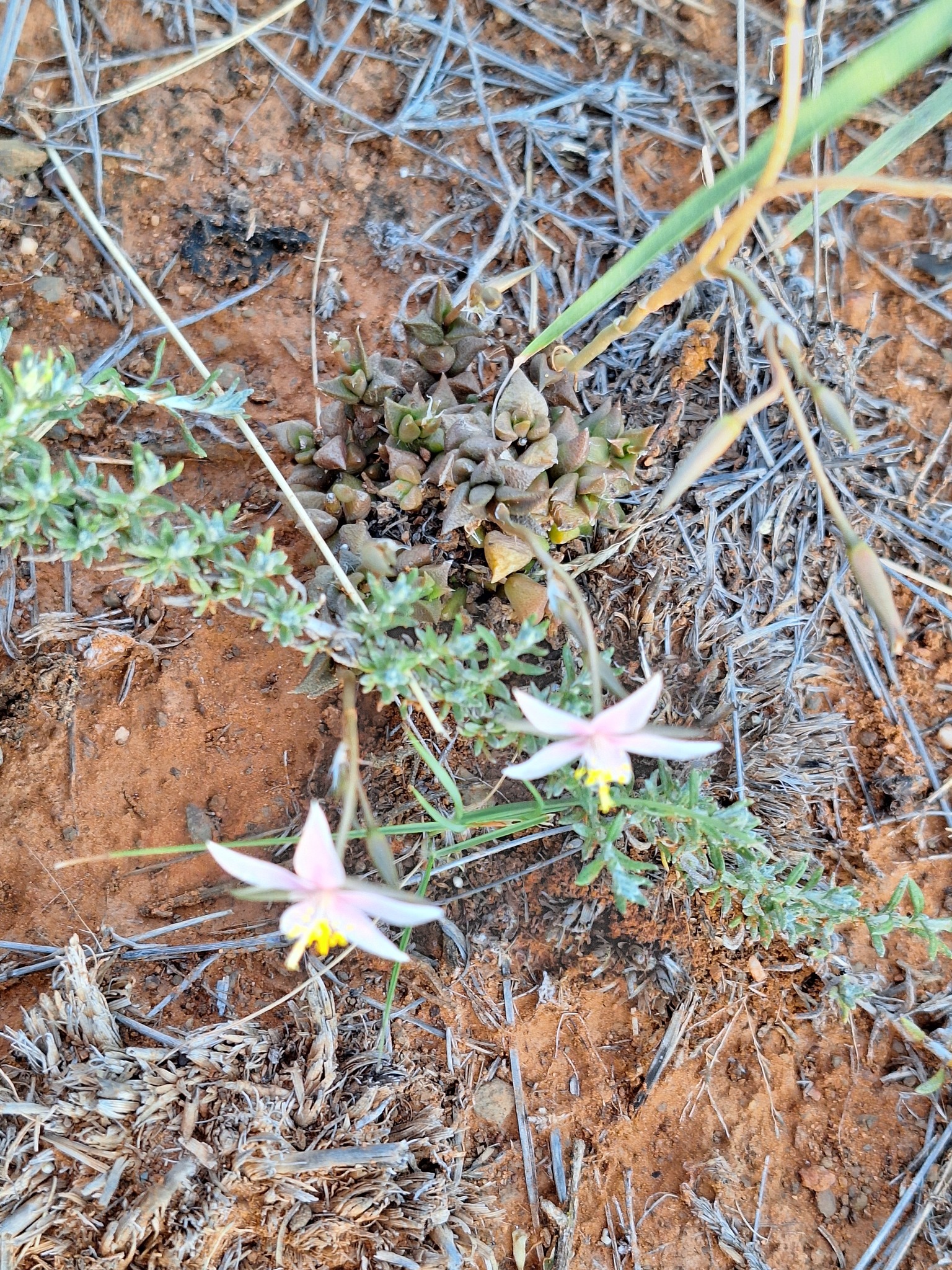 Imagem de Rosa-do-deserto