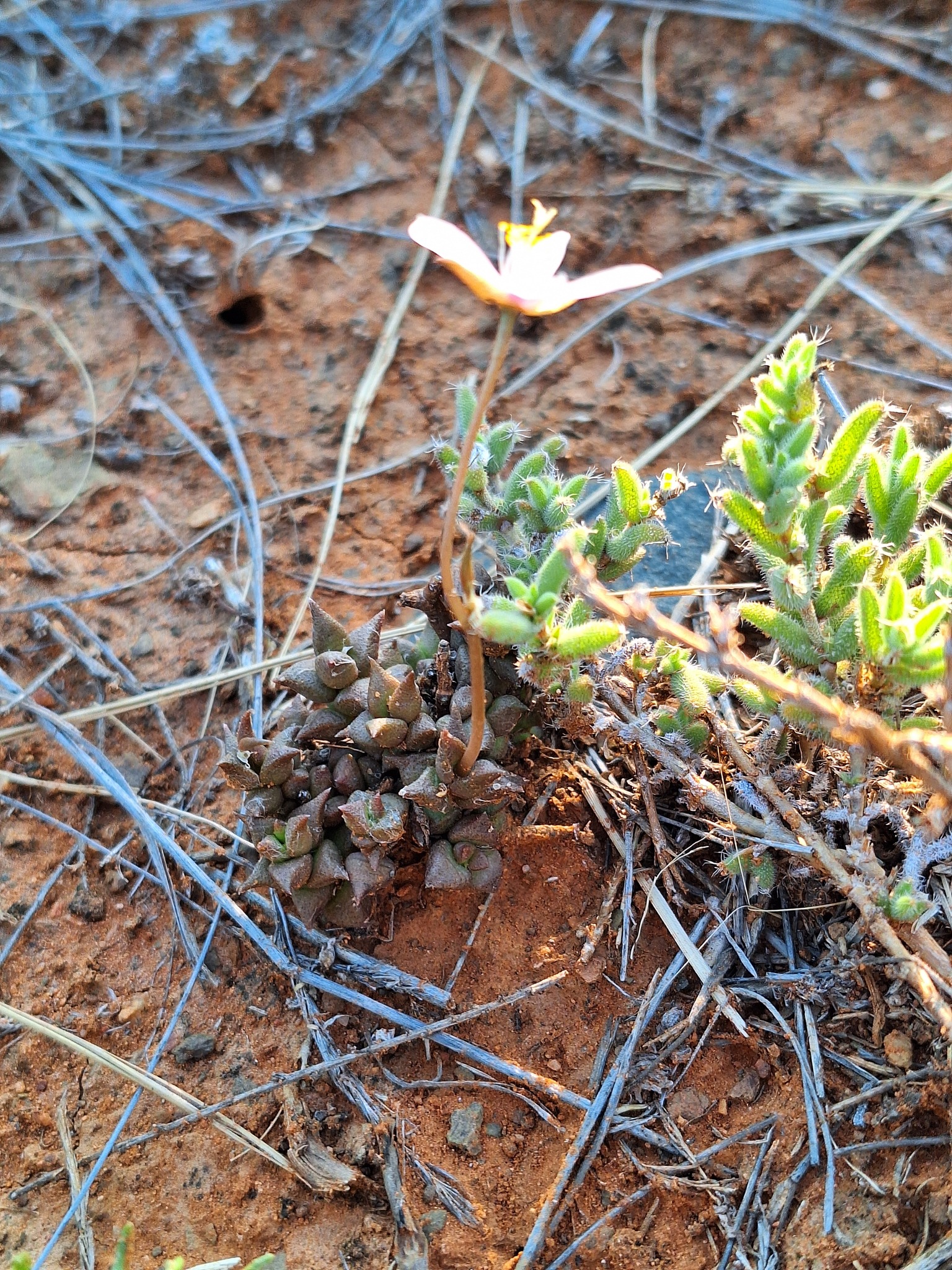 Imagem de Rosa-do-deserto