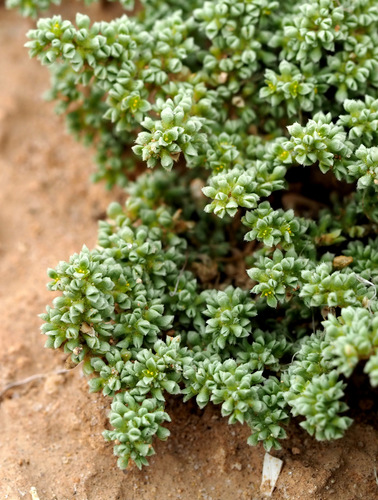 Ghebayra (Herniaria hemistemon)