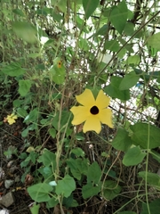 Thunbergia alata image