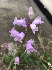 Hyacinthoides hispanica