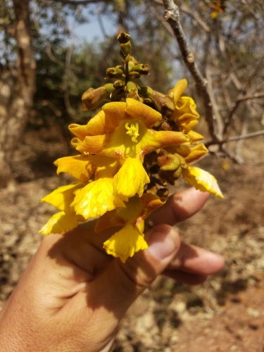 Image of Gmelina arborea by (c) Ben Costamagna, some rights reserved (CC BY)