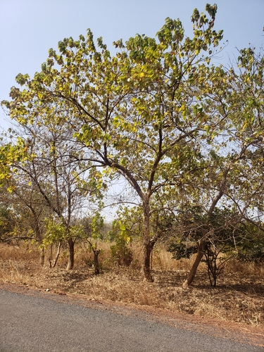 Gmelina arborea