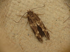 Mompha subbistrigella