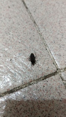 Neolethaeus assamensis