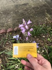 Hyacinthoides hispanica