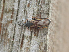 Ischnodemus sabuleti