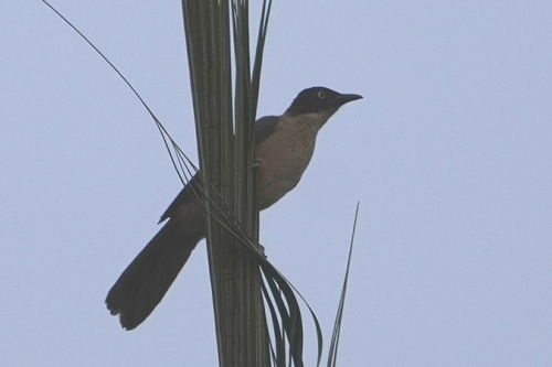 Blackcap Babbler (Turdoides reinwardtii), photo 4