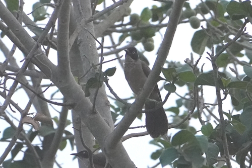 Blackcap Babbler (Turdoides reinwardtii), photo 7