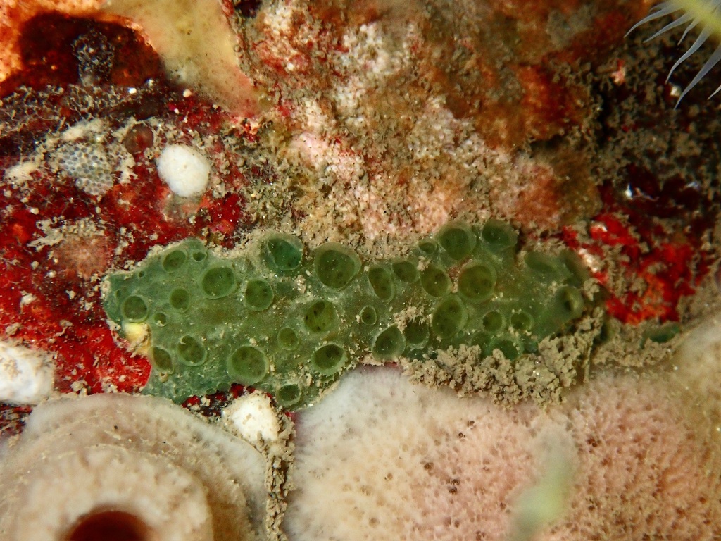 Hymedesmia paupertas