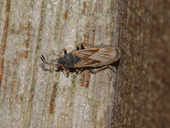 Ischnodemus sabuleti