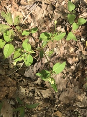 Euphorbia mercurialina