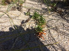 Cyperus pedunculatus