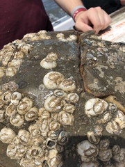 Chelonibia testudinaria