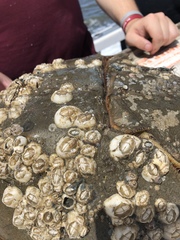 Chelonibia testudinaria