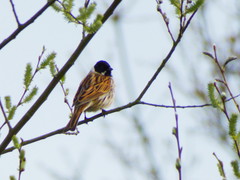Emberiza schoeniclus