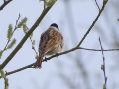 Emberiza schoeniclus