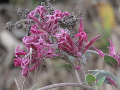 Cestrum roseum