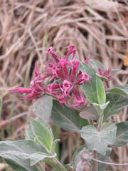 Cestrum roseum