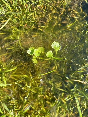 iNaturalist observation photo of Dicots