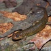 Dwarf Black-bellied Salamander - Photo (c) diomedea_exulans_li, some rights reserved (CC BY-NC)