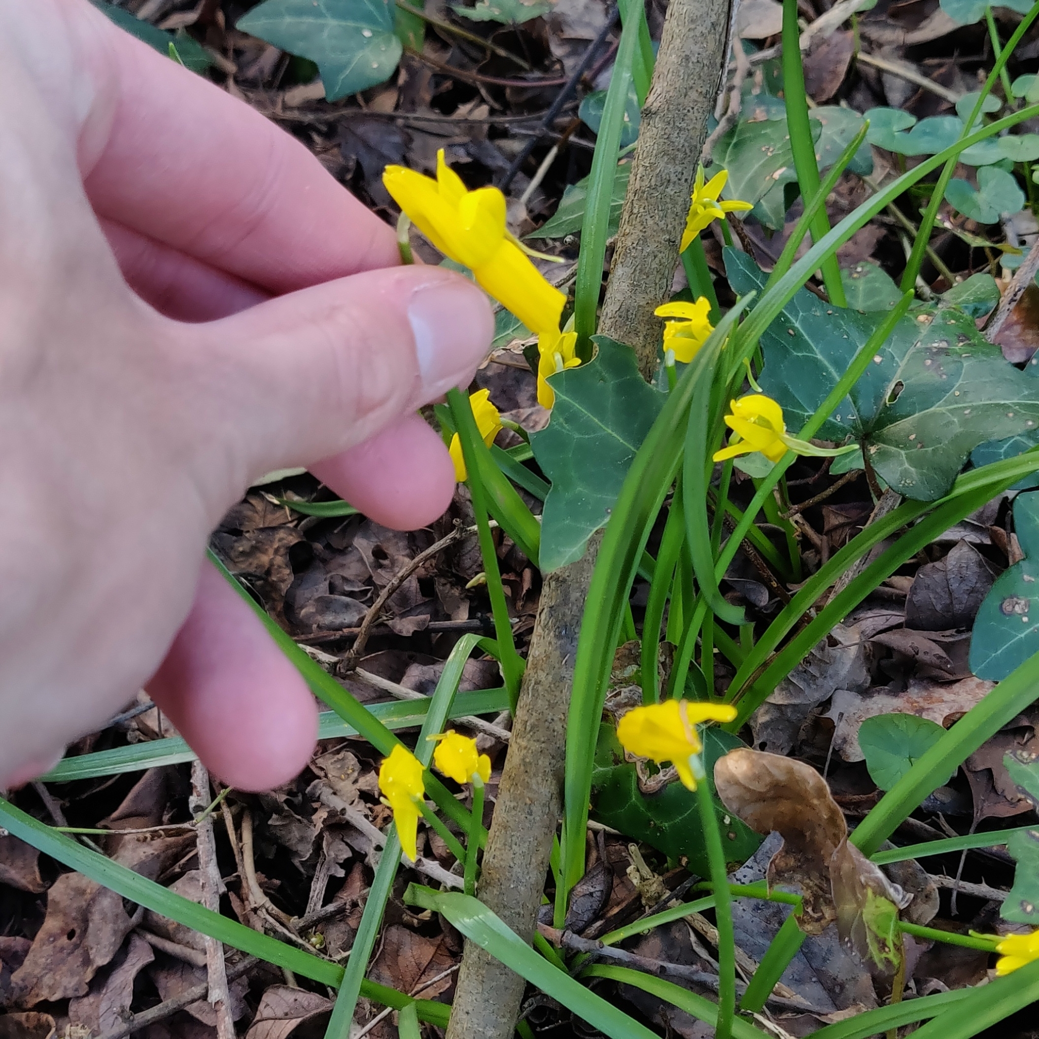 Imagem de Narciso