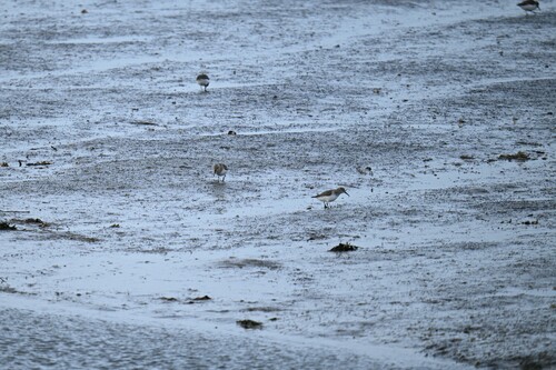 Dunlin, Schiermonnikoog National Park, Schiermonnikoog, Netherlands, photo 7 of 10
