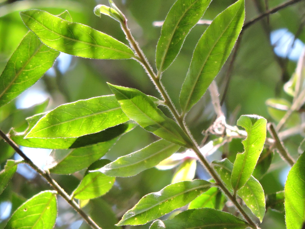 Symplocos tenuifolia