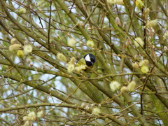 Parus major