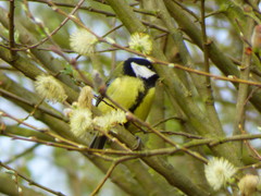 Parus major