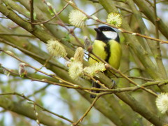 Parus major